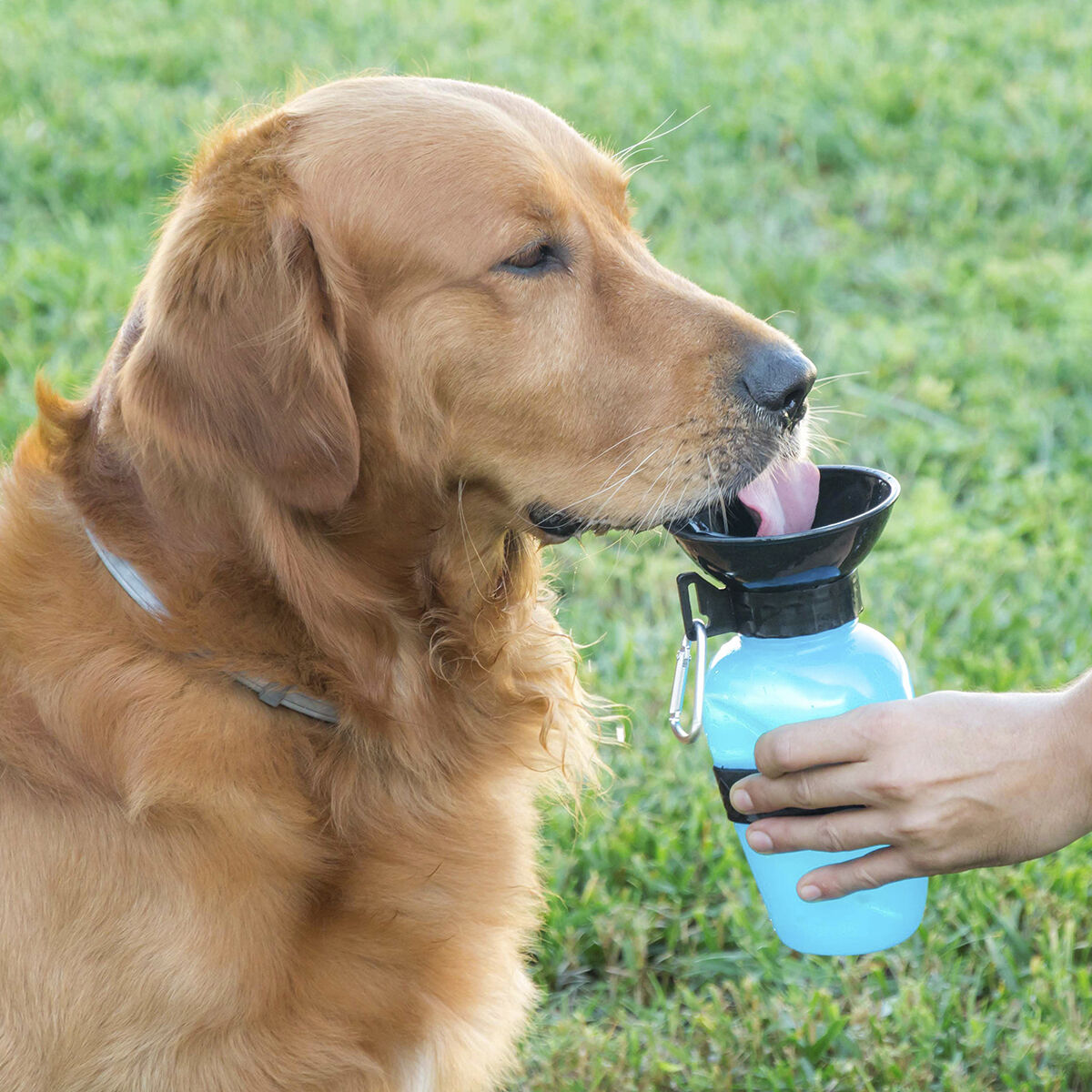 Botella Bebedero de Agua para Perros InnovaGoods - Effik Store