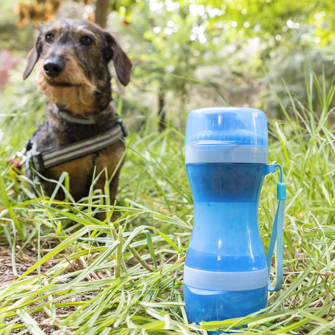 Botella con Depósito de Agua y Comida para Mascotas 2 en 1 Pettap InnovaGoods - Effik Store